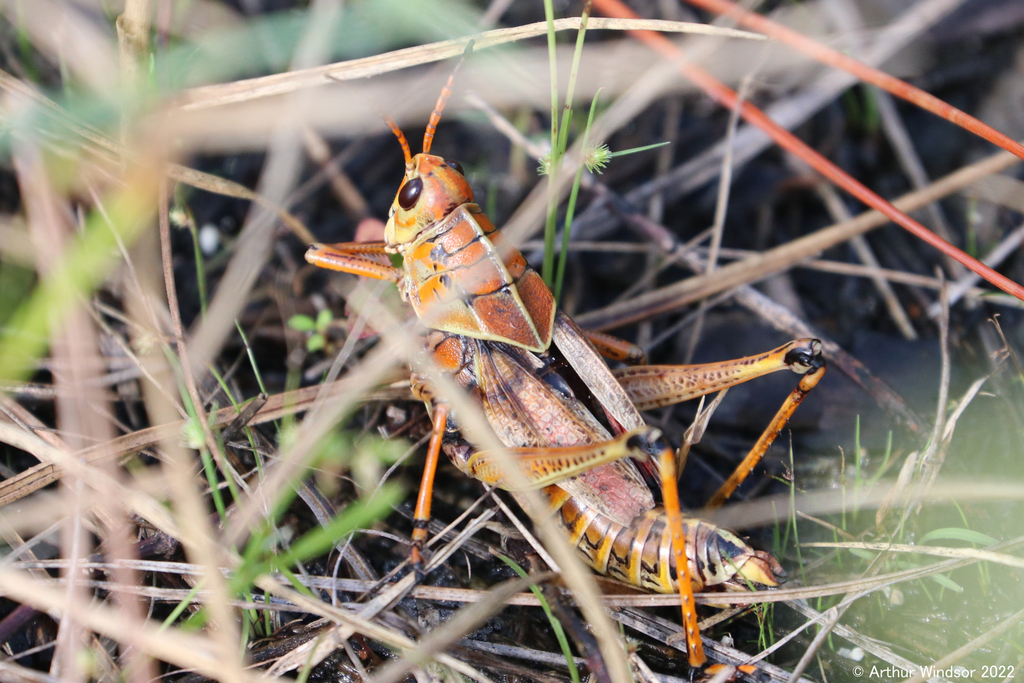 Eastern Lubber Grasshopper from Royal Palm Beach Pines Natural Area, FL ...