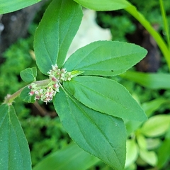 Euphorbia hirta image