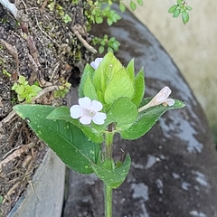 Strobilanthes reptans image