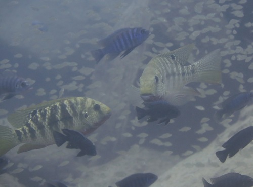 Redbreast Tilapia