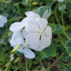 Catharanthus roseus image