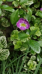Asystasia gangetica image