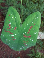 Caladium bicolor image