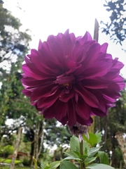 Dahlia pinnata image