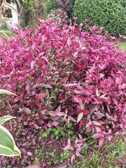 Alternanthera brasiliana image