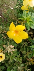 Allamanda cathartica image