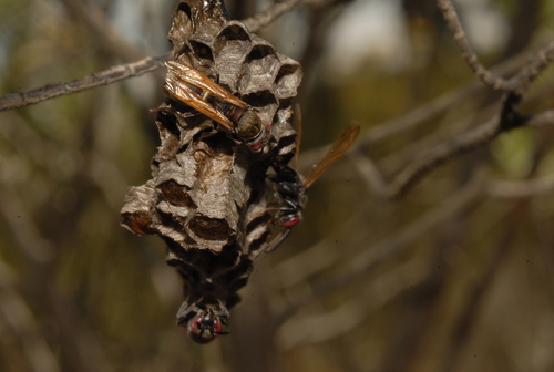 Ropalidia cincinnata