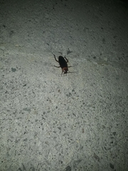 Periplaneta americana image