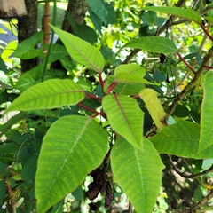 Euphorbia pulcherrima image