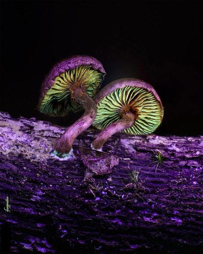 Gymnopilus subpurpuratus