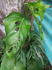 Monstera adansonii image