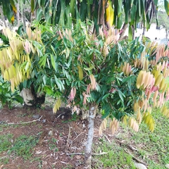 Mangifera indica image