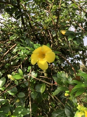 Allamanda cathartica image