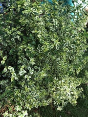 Asystasia gangetica image