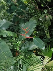 Heliconia latispatha image