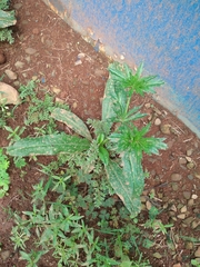 Eryngium foetidum image