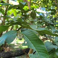 Psidium guajava image