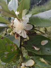 Psidium guajava image