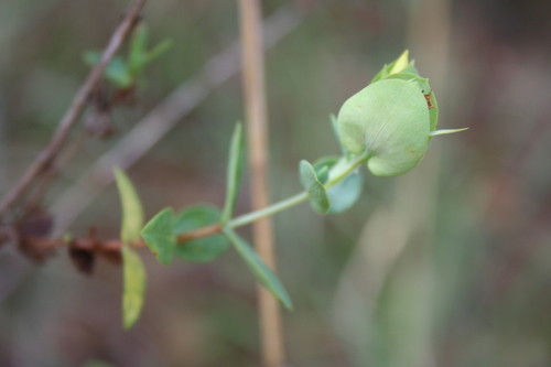 fourpetal St. Johnswort