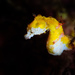 Observation photo