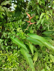 Heliconia latispatha image