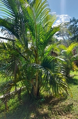 Dypsis lutescens image