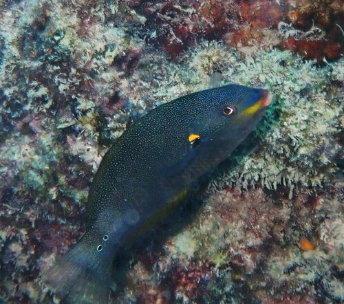 Belted Wrasse