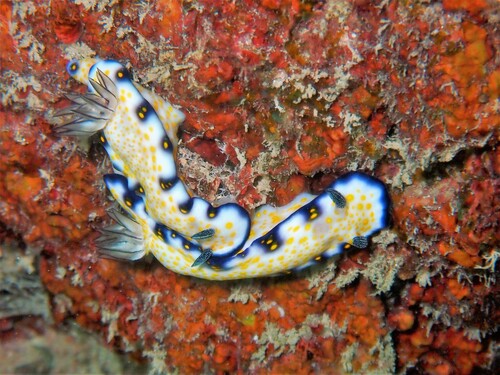 Imperial Nudibranch