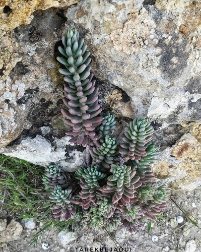 Pale Stonecrop