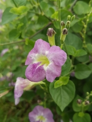 Asystasia gangetica image