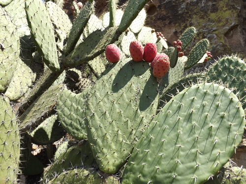 Red Prickly Pear