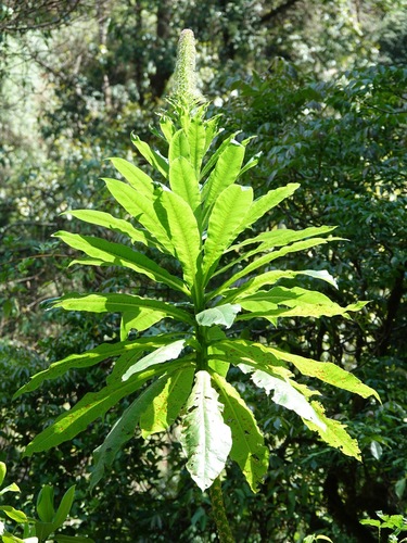 Lobelia giberroa