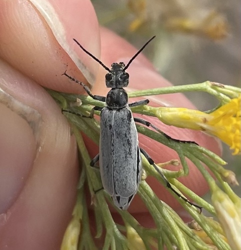 Epicauta impressifrons · NaturaLista Mexico