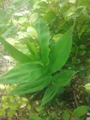 Image of Dichanthelium latifolium