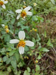 Bidens alba image