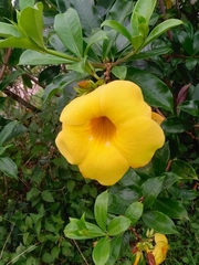 Allamanda cathartica image