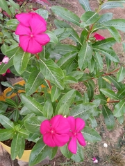 Catharanthus roseus image