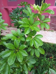 Schefflera arboricola image