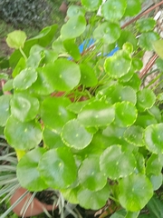 Hydrocotyle verticillata image