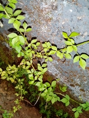 Cleome rutidosperma image