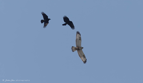 Carrion Crow