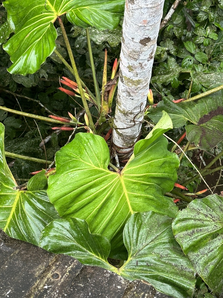 Photos of Philodendron sparreorum  iNaturalist