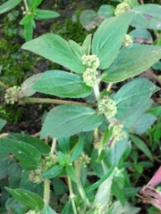 Euphorbia hirta image