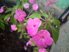 Impatiens walleriana image