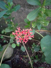 Jatropha podagrica image