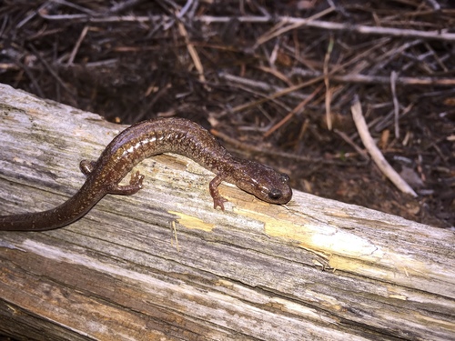 Jemez Mountains Salamander