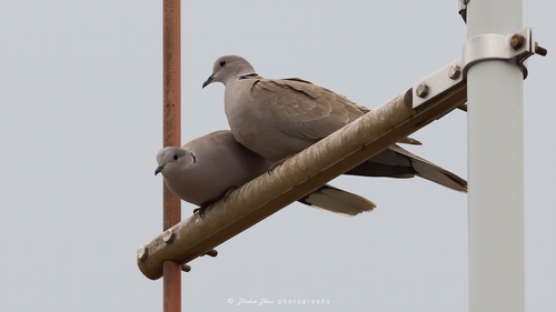 Eurasian Collared-Dove