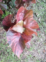 Acalypha wilkesiana image