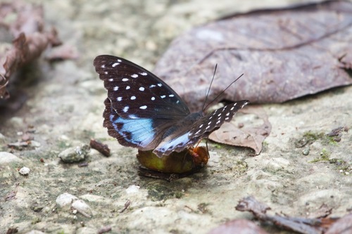 Satrapes Subspecies Lexias satrapes trapesa · iNaturalist