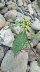 Euphorbia heterophylla image